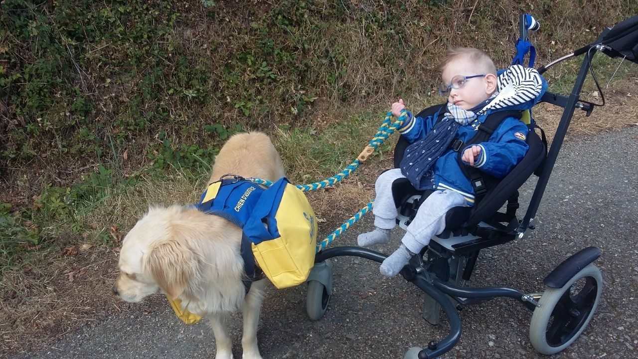 Projet Handi Chiens Rencontre Avec Louis Pauline Pierre Et Malicia Chien D Eveil Ensemble Scolaire Don Bosco